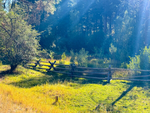 Wooden fence along stream in forest.
