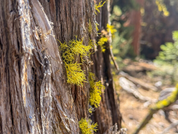Wolf Moss on tree.