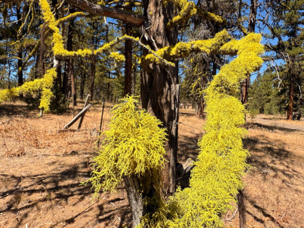 Wolf lichen on tree