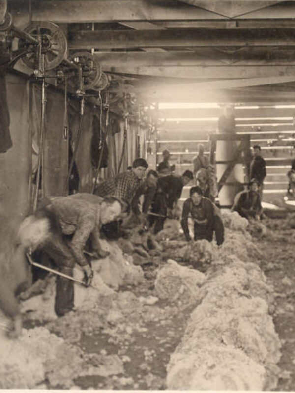 Baldwin Sheep sheer operations