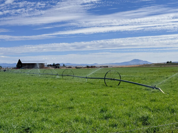 Irrigated field
