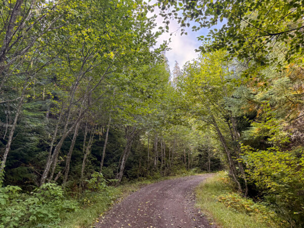 Aspen Grove