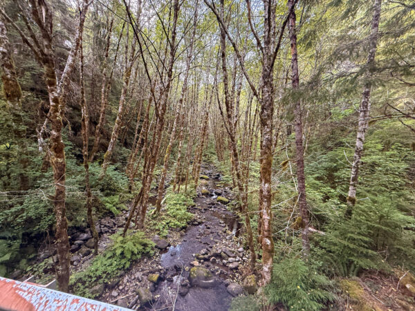 Red Alder trees at creek.