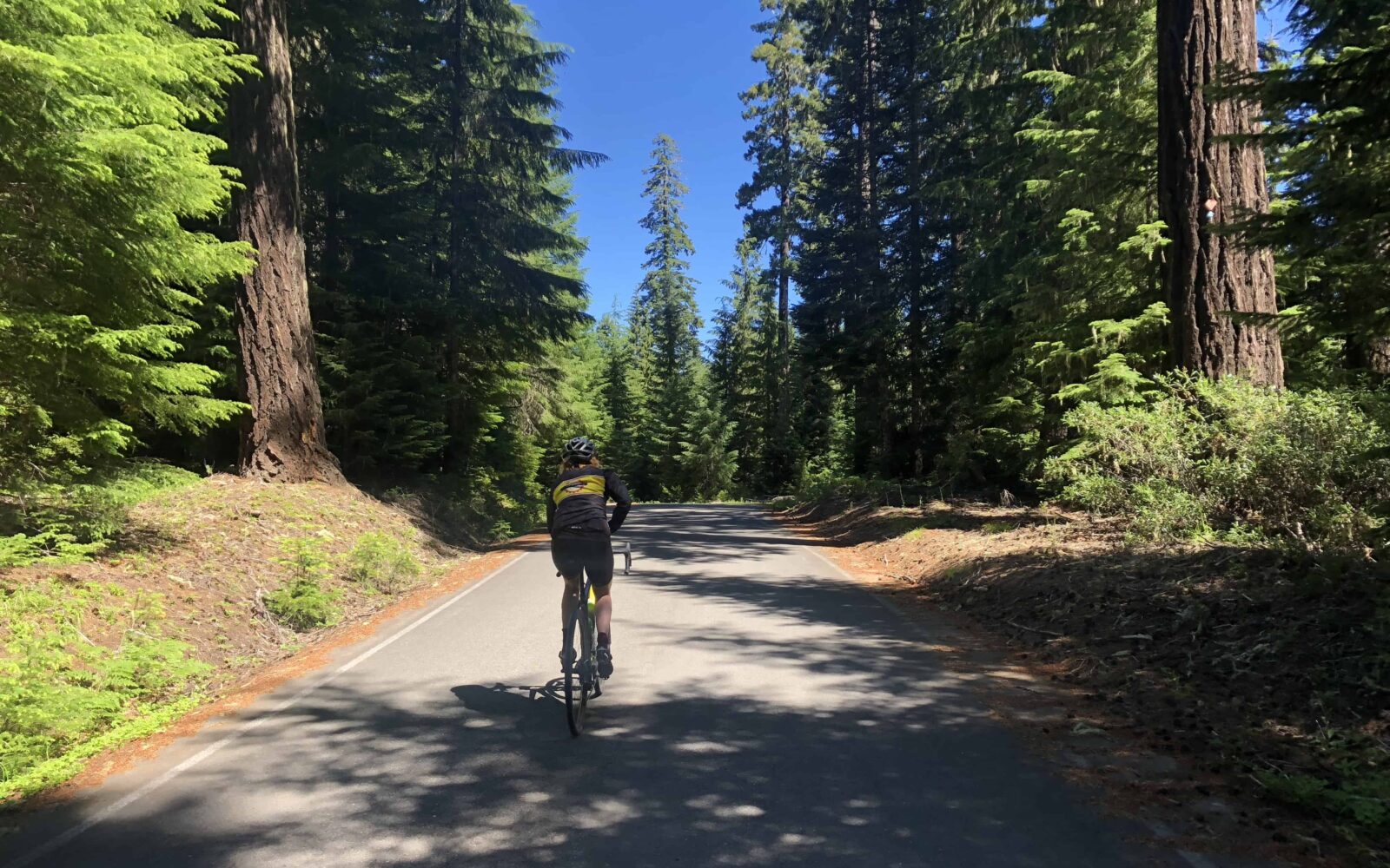 Cycling through big old trees.