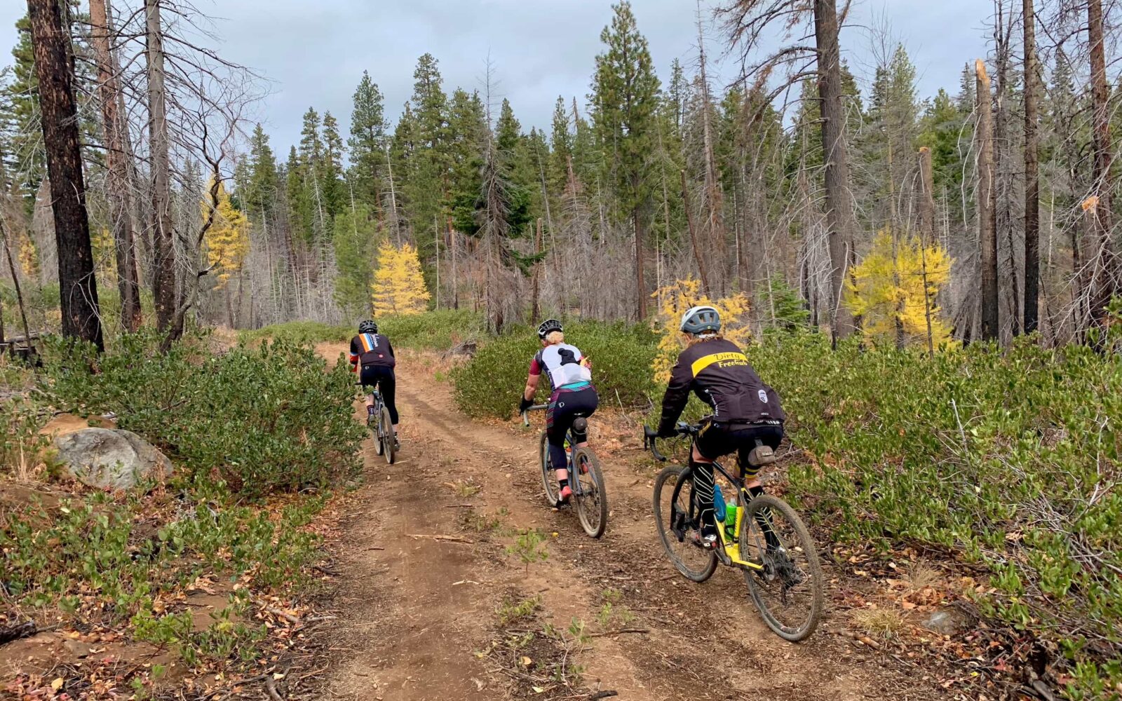 Three gravel bike riders on primitive forest roads.