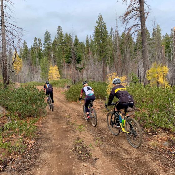 Three gravel bike riders on primitive forest roads.