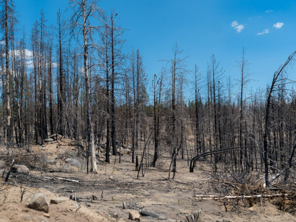 Forest Burn High Intensity