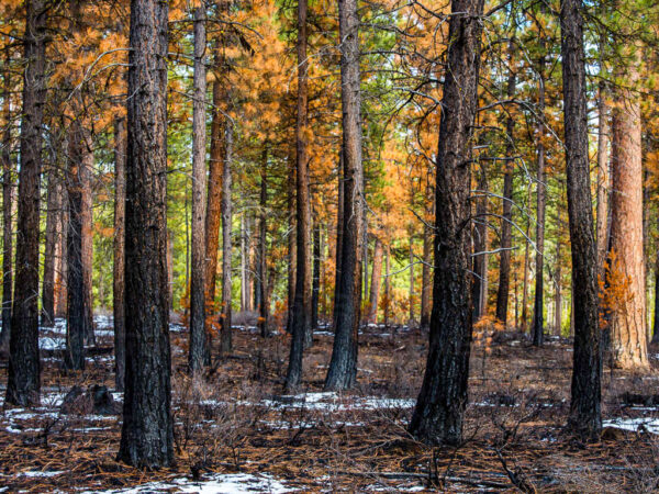 Forest Burn Low Intensity