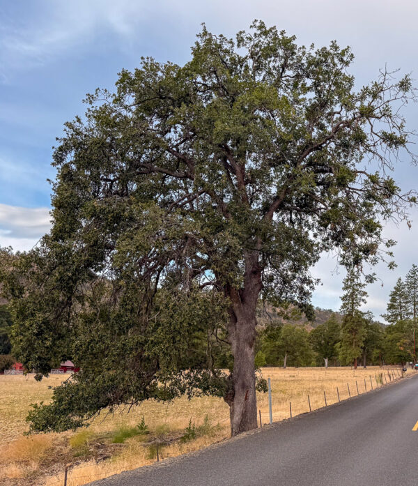 Oregon White Oak tree