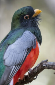 Elegant Trogon