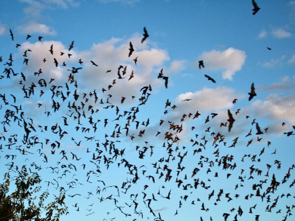 Ruby - Mexican Free Tailed Bats