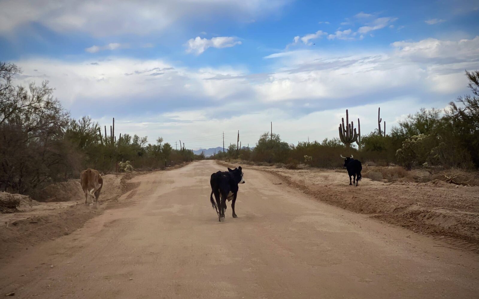 Owl Head / Gravel Ride Guide by Dirty Freehub