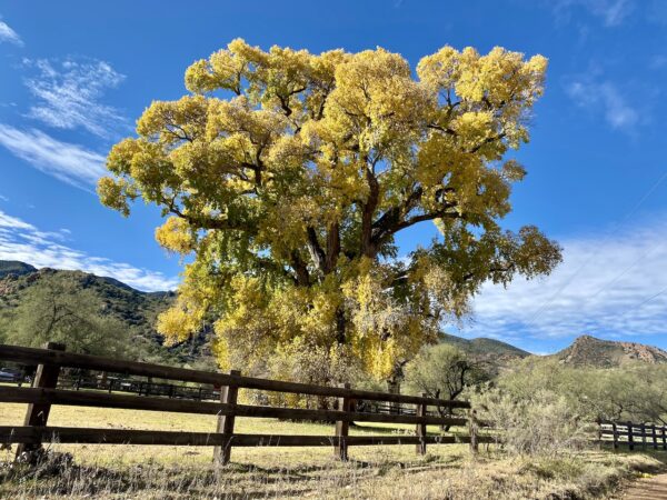 Spirit Tree in Patagonia, Arizona