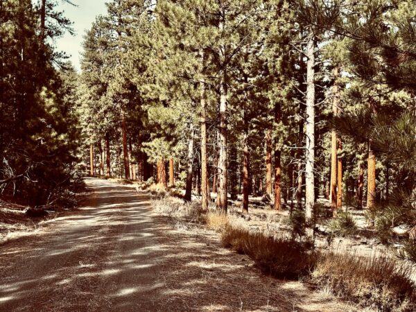 Healthy Ponderosa Forest