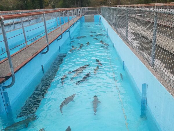 Elk River Fish Hatchery