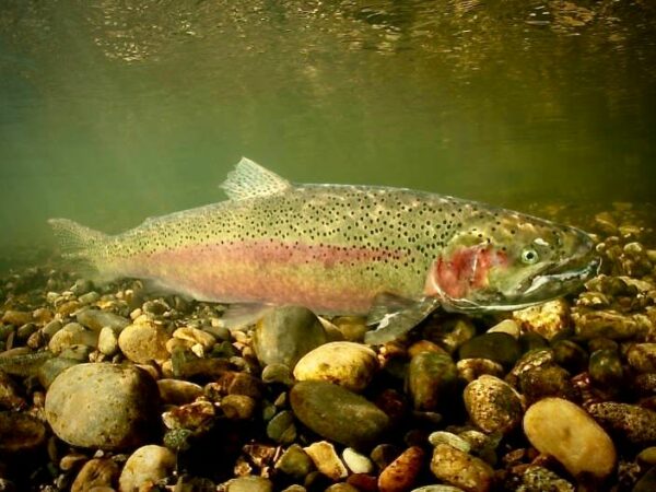 Steelhead Trout