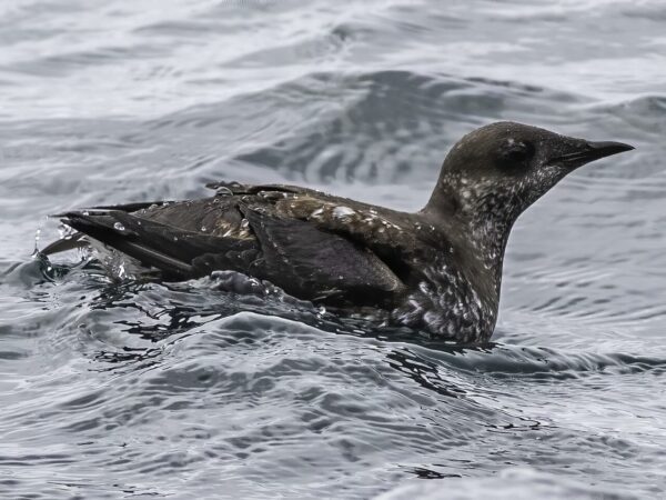 Marbled Murrelet