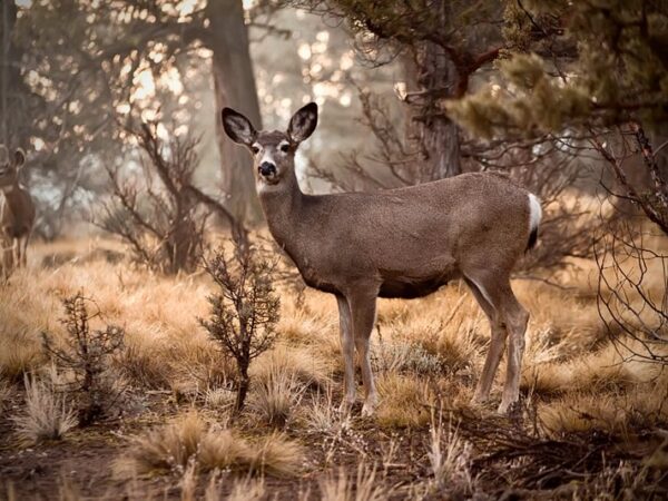 Mule Deer