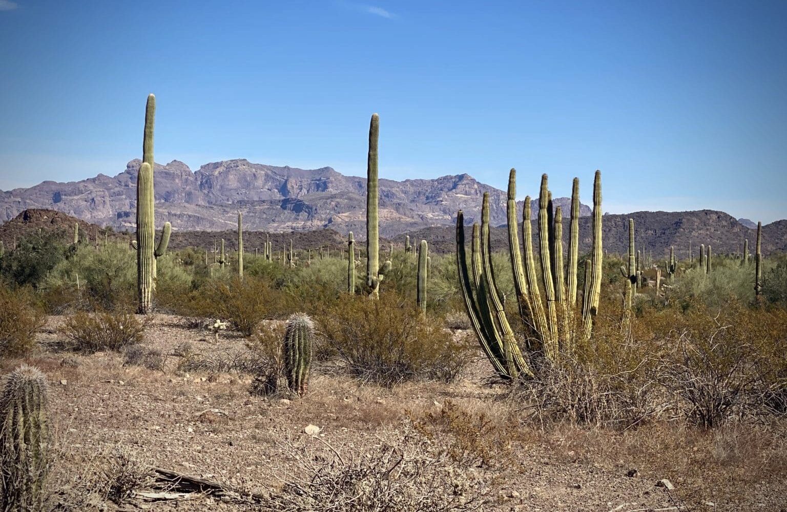 The Puerto Blanco mountains in Organ Pipe Cactus National Monument.