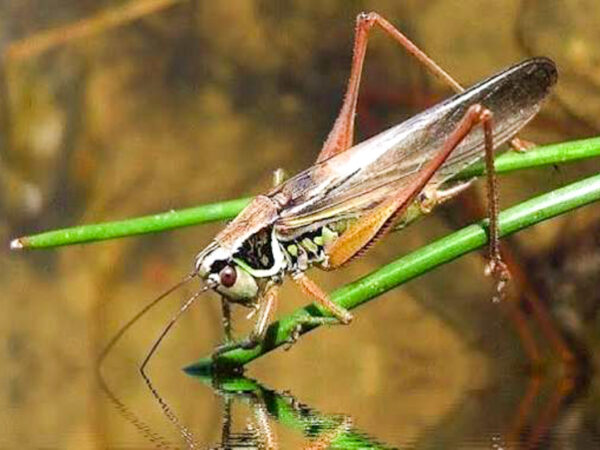 Grasshopper