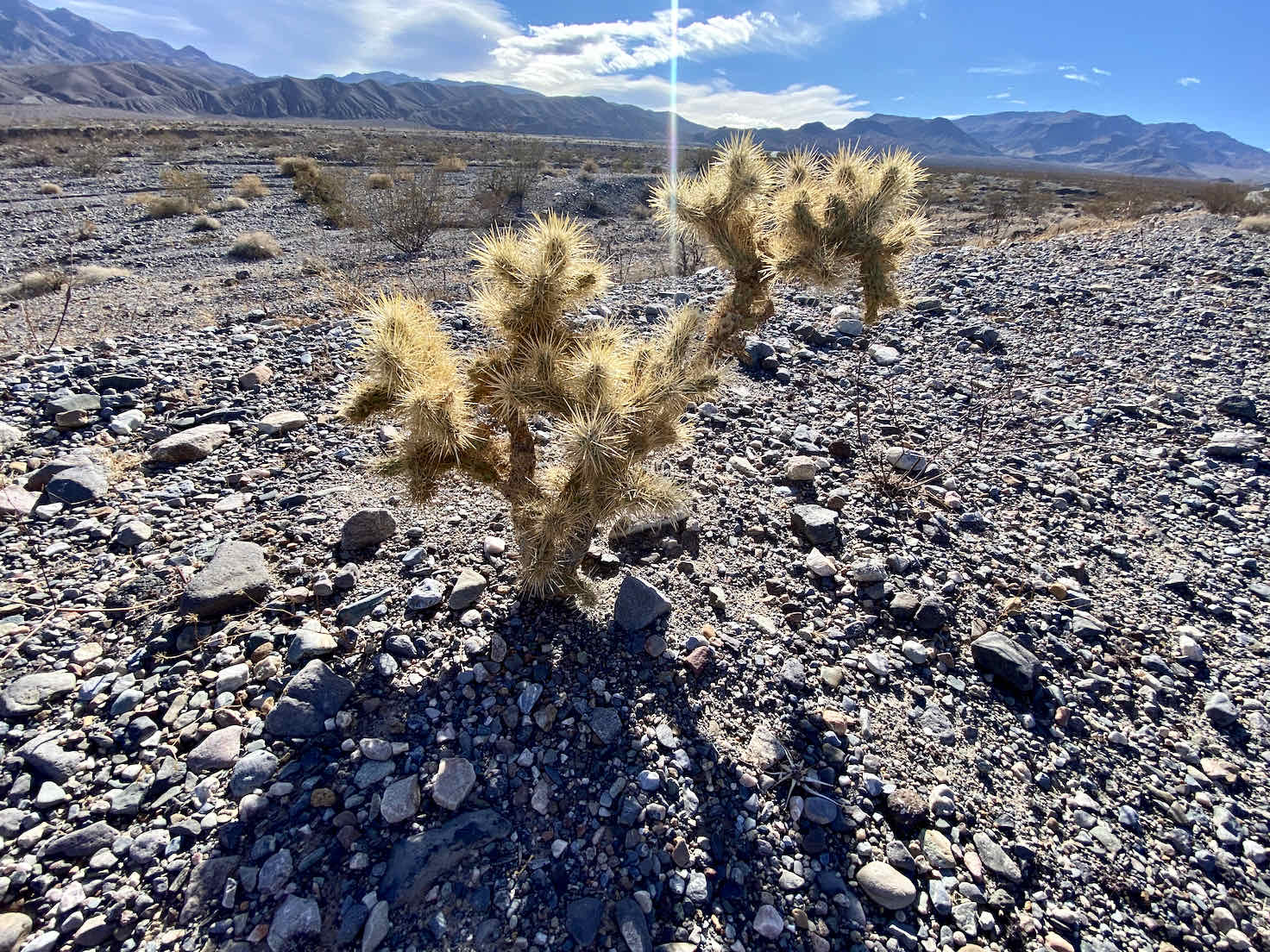 Cactus in Death Valley.