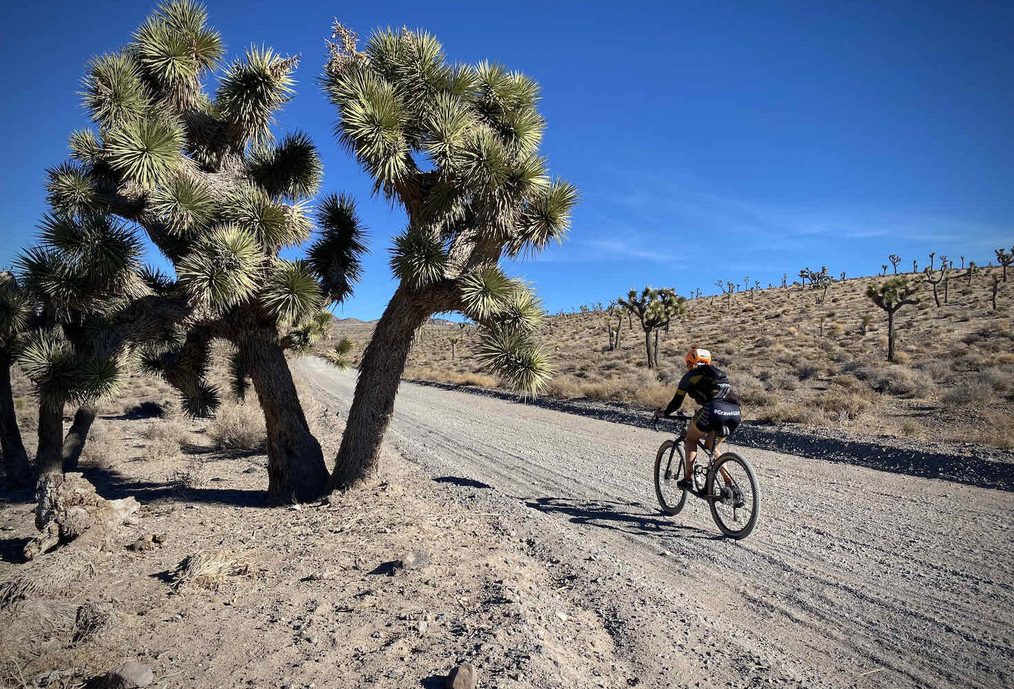 Gravel cyclist with Joshua Tree in foreground.