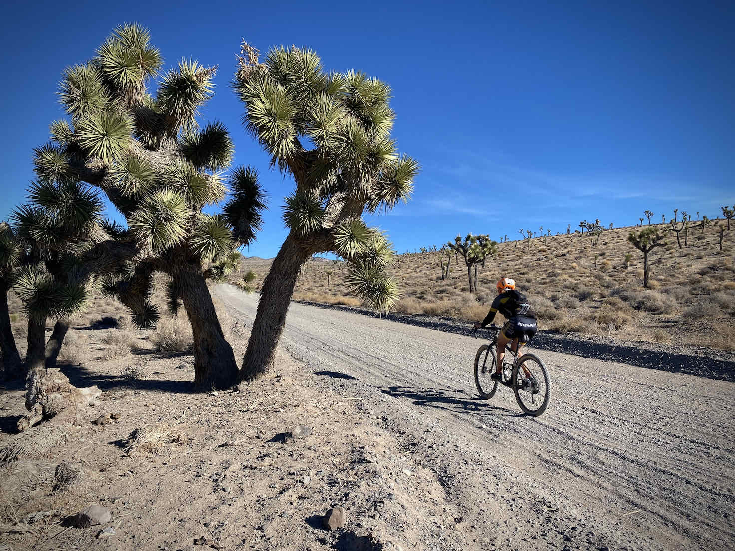 Gravel cyclist with Joshua Tree in foreground.
