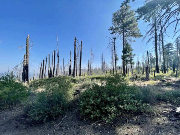 Green Ridge fires