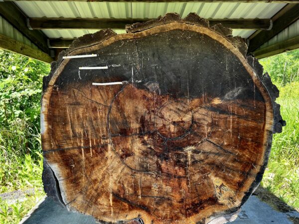 Big Tree marking historic times in rings.