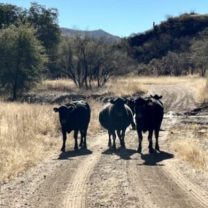 Cows in the road