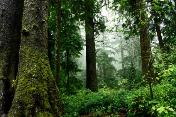 Mature forest in the Oregon Coast Range
