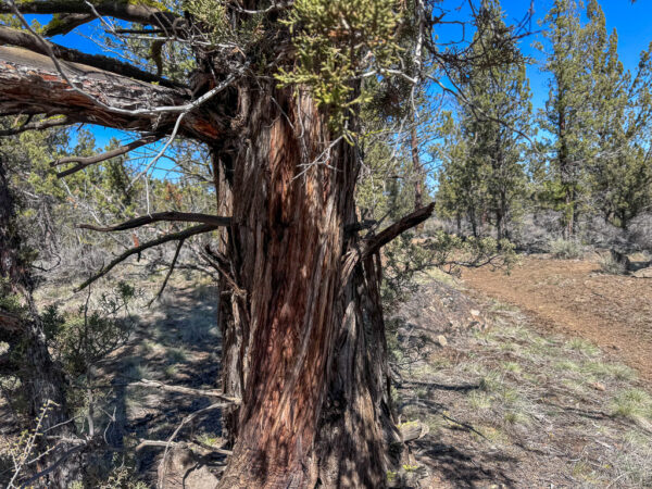 Old growth juniper