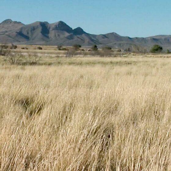 Las Cienegas - Giant Sacaton Grass