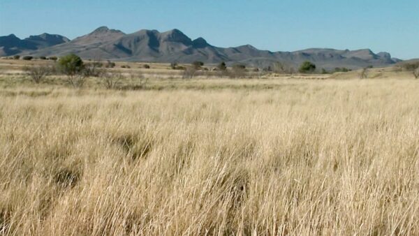 Las Cienegas - Giant Sacaton Grass