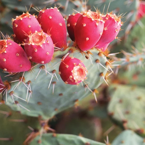 Prickly Pear - Fruit