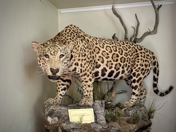 Sasabe - Jaguar