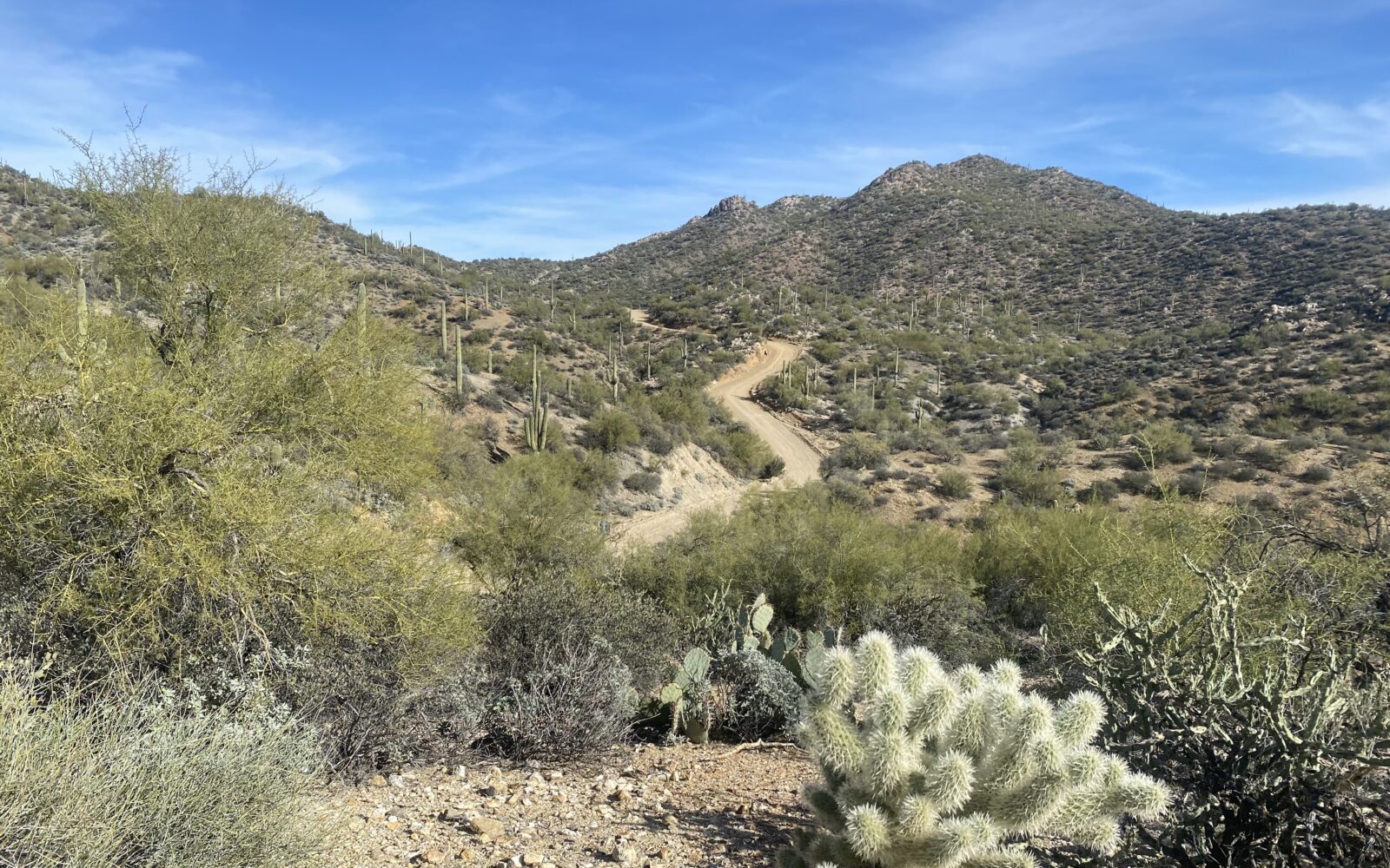Desert flora along gravel bike route