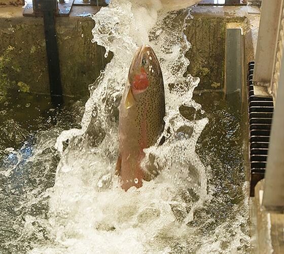 Oxbow Fish Hatchery