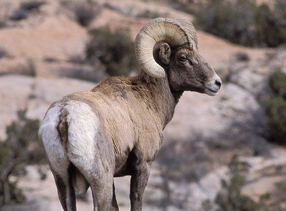 Desert Bighorn Sheep - Utah