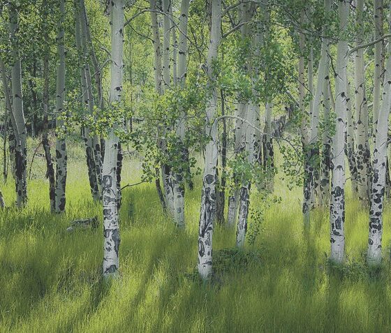 Aspen Grove