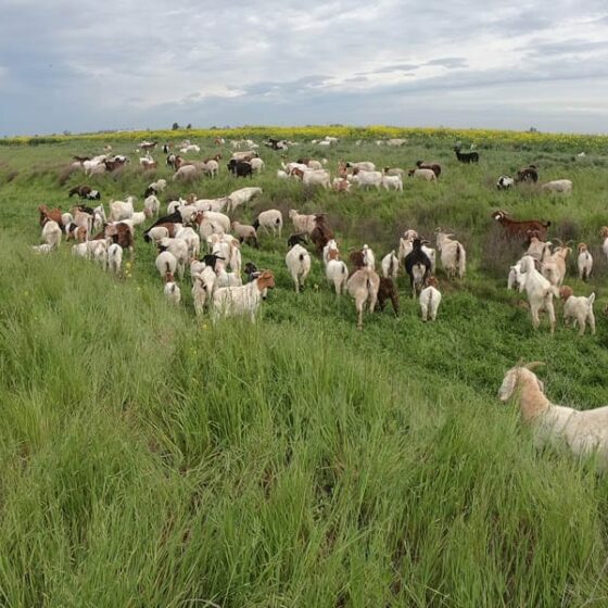 Boer goats grazing.