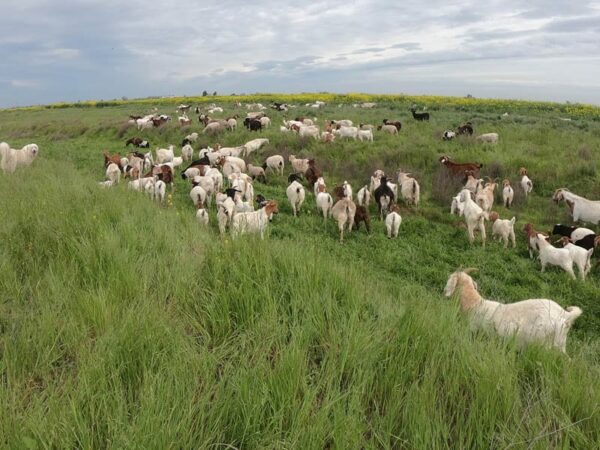 Boer goats grazing.
