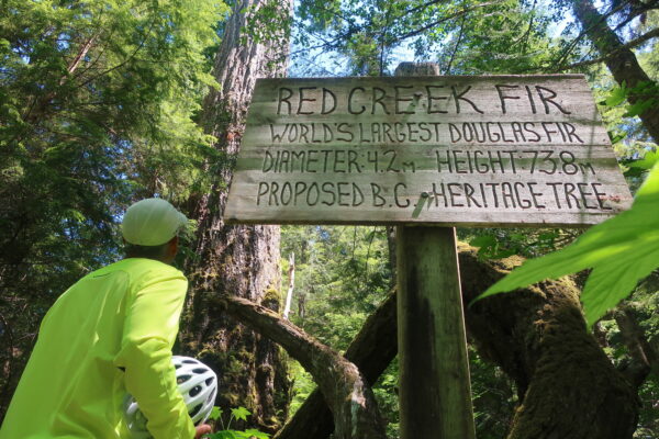 Cyclist looking at sign and world's largest Red Creek Fir on Vancouver Island