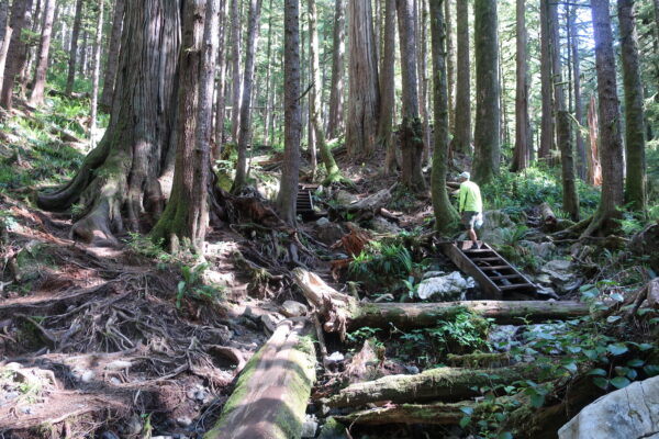 Man walking paths of Upper Avatar Grove on Vancouver Island