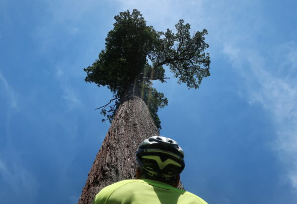 Cyclist looking up at Big Lonely Doug on Vancouver Island