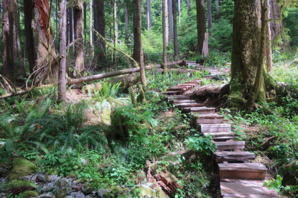 Boardwalks of Eden Grove on Vancouver Island