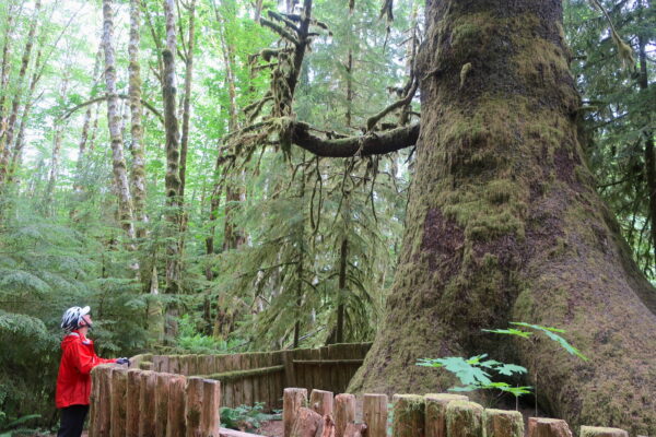 Cyclist looking at Harris Creek Fir on Vancouver Island