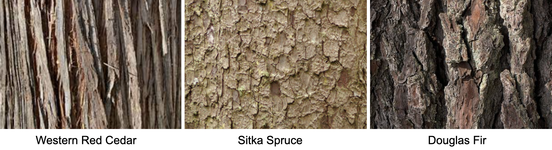 Identifying Cedar, Spruce, and Fir Bark