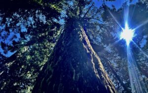 Large old growth tree with moss.
