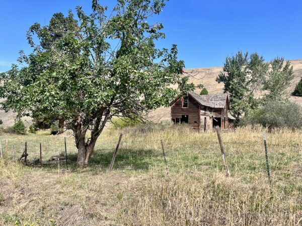 Old homestead with apple tree.